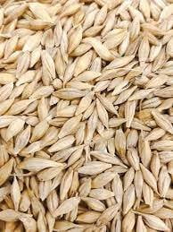 Barley - Hordeum vulgare